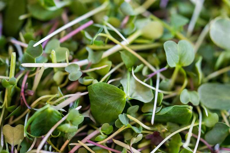 How to Grow Basil Microgreens?