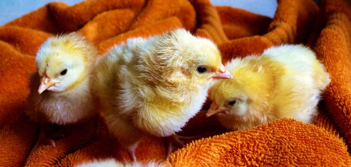 When Can Chicks Go Outside in the Coop? Farming Pedia