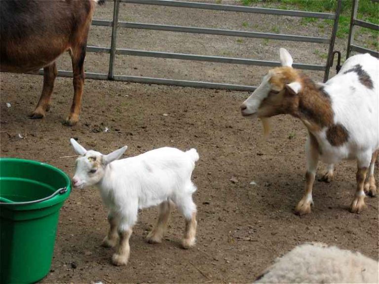 Can Goats Eat Cabbage Is It Safe? Farming Pedia