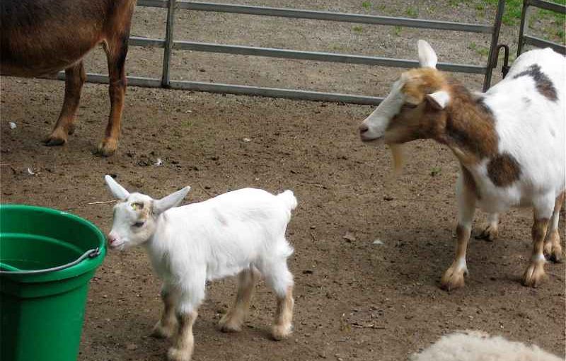 How Long Can Goats Be Left Alone?
