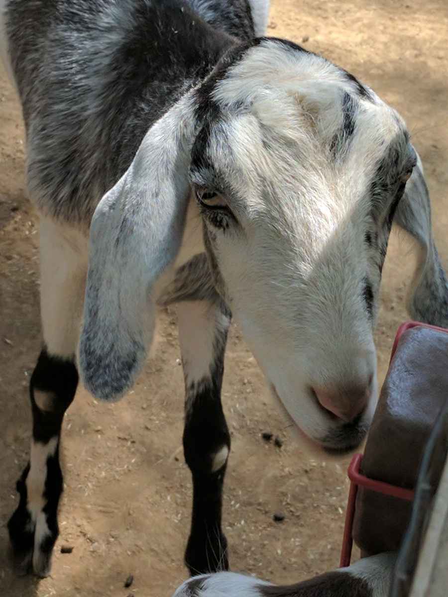 can-goats-eat-plastic-farming-pedia