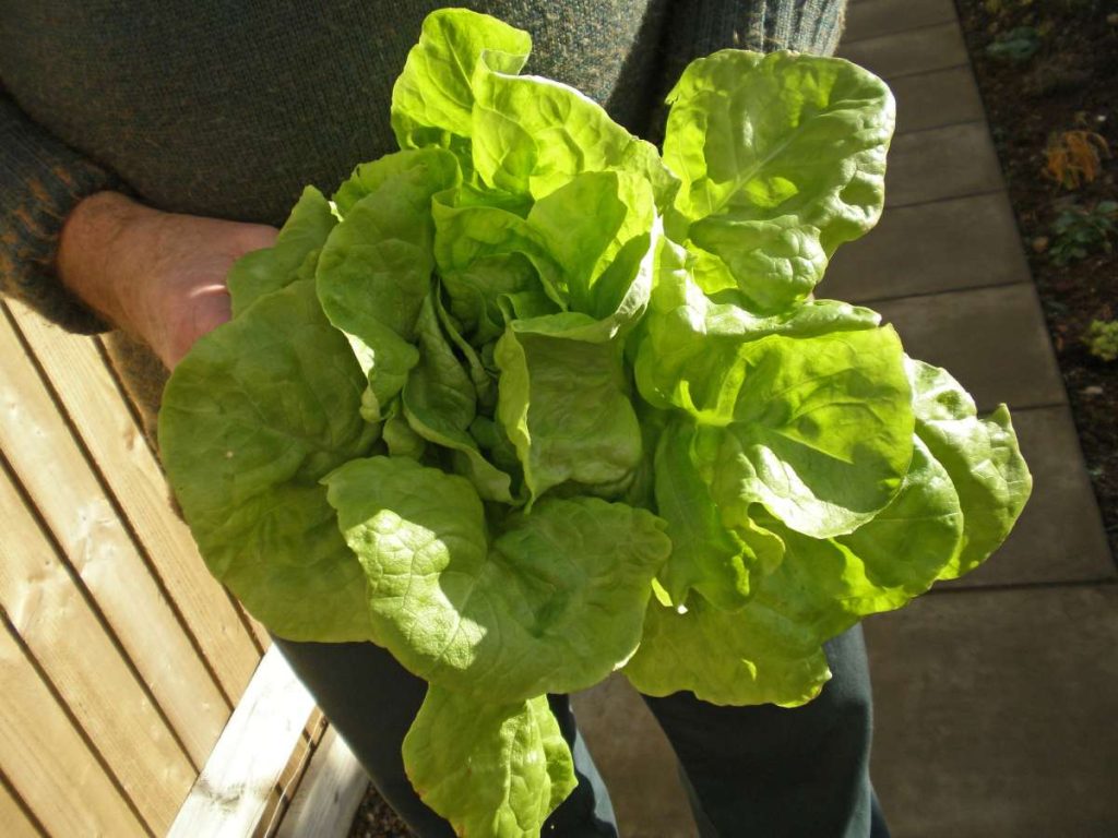 How to: Growing Lettuce In Raised Beds? Spacing Lettuce Plants