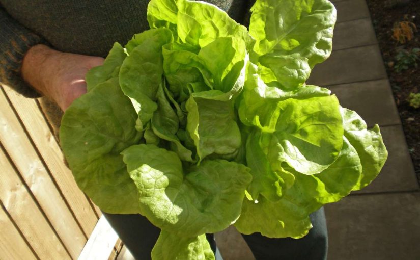 How Much Sunlight Does Lettuce Need to Grow?