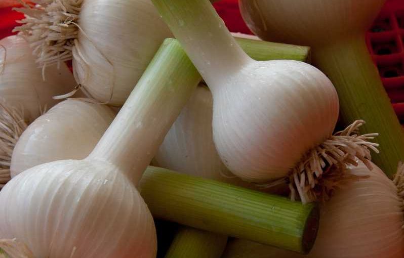 How Much Sunlight Does Garlic Need – Full Sun or Shade?