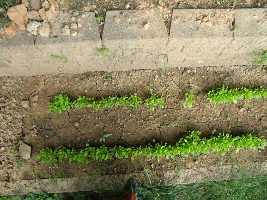 Can You Plant Lettuce and Carrots Together?