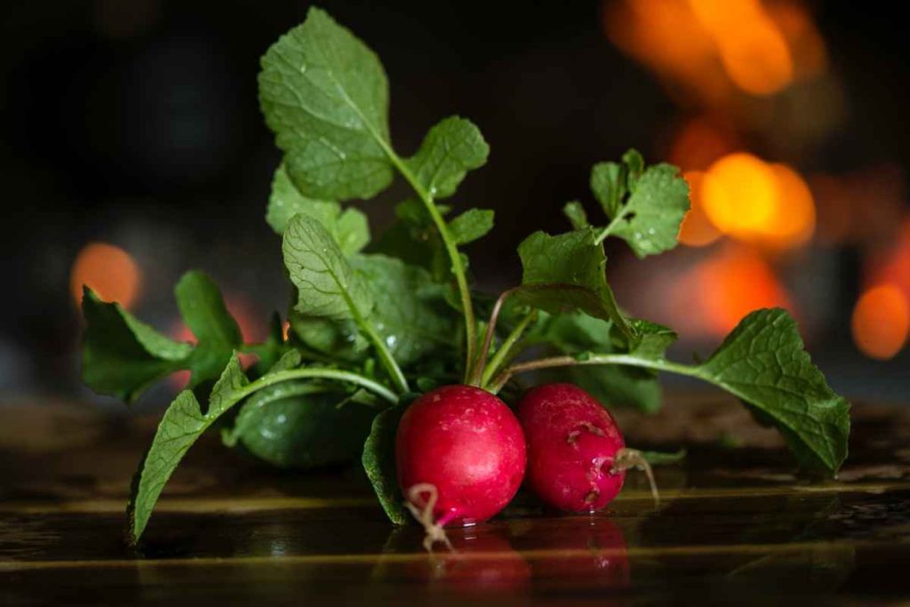 How to Grow Radish from Scraps?