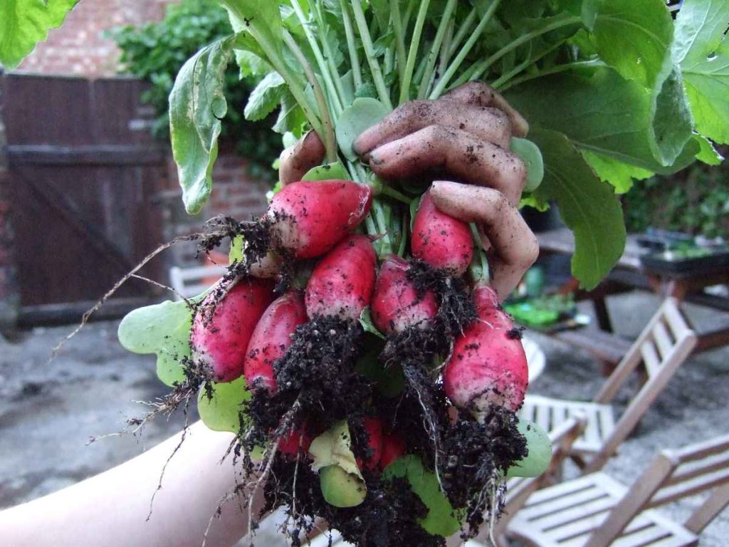 How Much Water Does Radish Need?