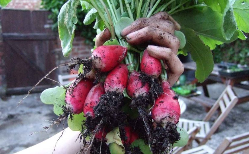 How Much Water Does Radish Need?