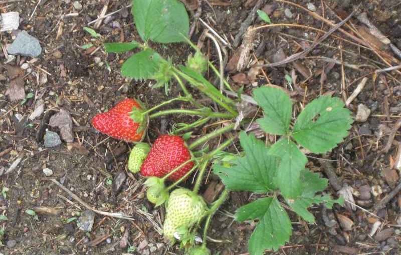 Why Is My Strawberry Plant Not Growing?