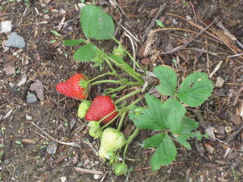 Why Is My Strawberry Plant Not Growing?