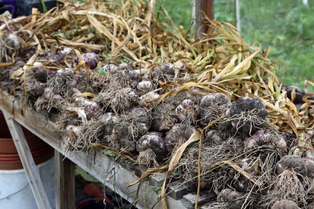 Best Homemade Fertilizer for Garlic – Organic, Liquid Fertilizers
