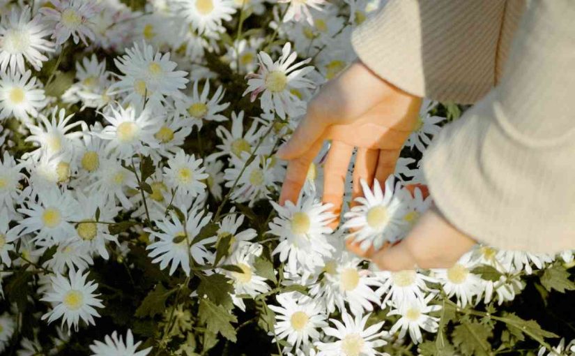 12 Best Perennial Flowers for Your Garden
