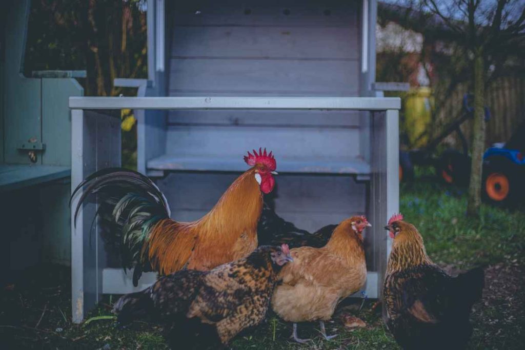 How to Start a Chicken Farm Business? Complete Guide