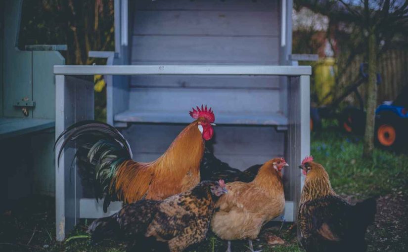 How to Start a Chicken Farm Business? Complete Guide