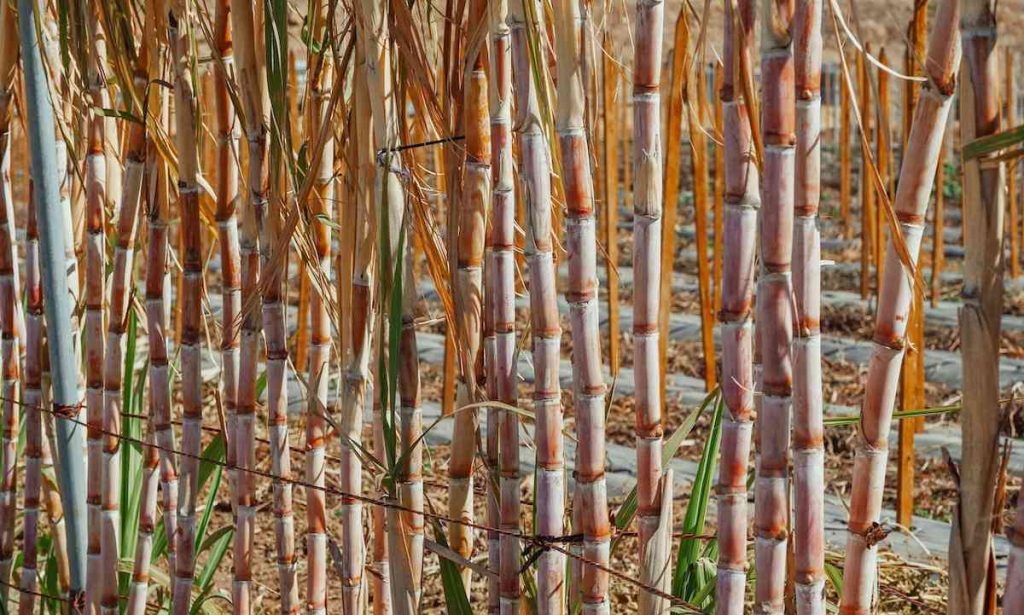 How To Plant Sugarcane – A Complete Beginner’s Guide