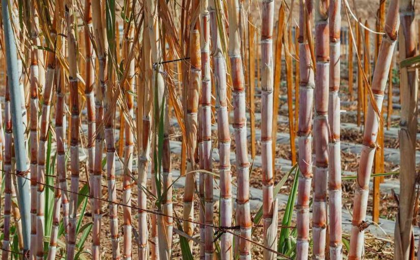 How To Plant Sugarcane – A Complete Beginner’s Guide