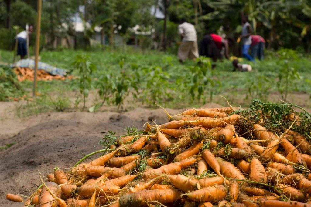 carrot farming