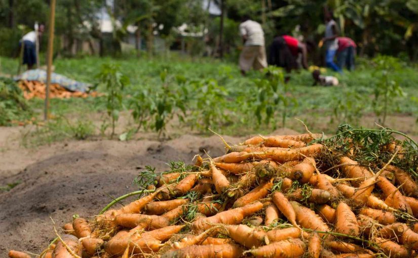 Carrot Farming 101 – Unleash Your Carrot Farming Potential