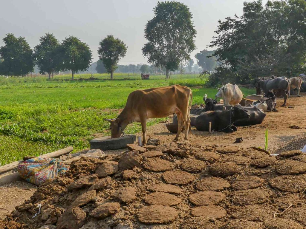 How Long Does it Take Cow Manure to Compost- A Ultimate Guide?