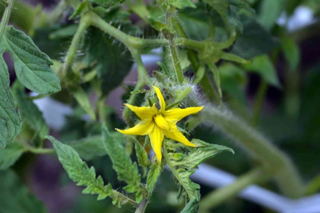 How to Increase Female Flowers in Cucumber?