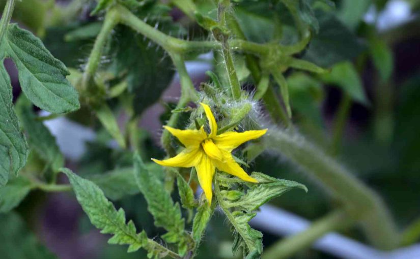 How to Increase Female Flowers in Cucumber?