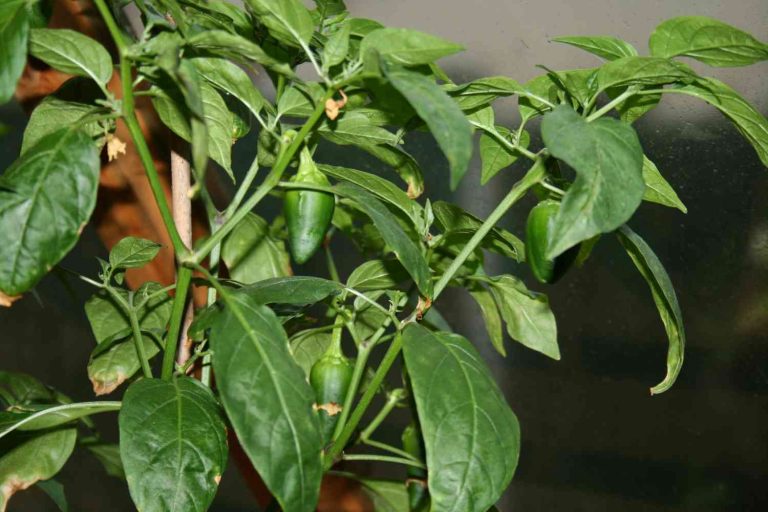 How to Fix Calcium Deficiency in Pepper Plants? - Farming Pedia