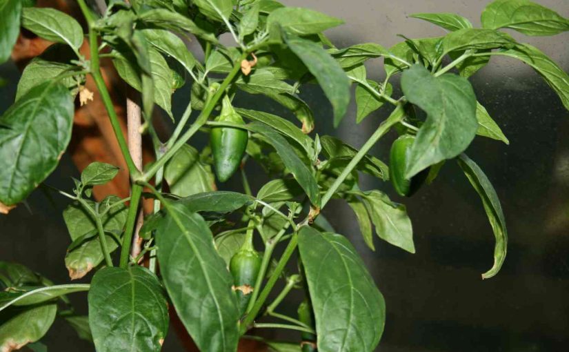How to Fix Calcium Deficiency in Pepper Plants?