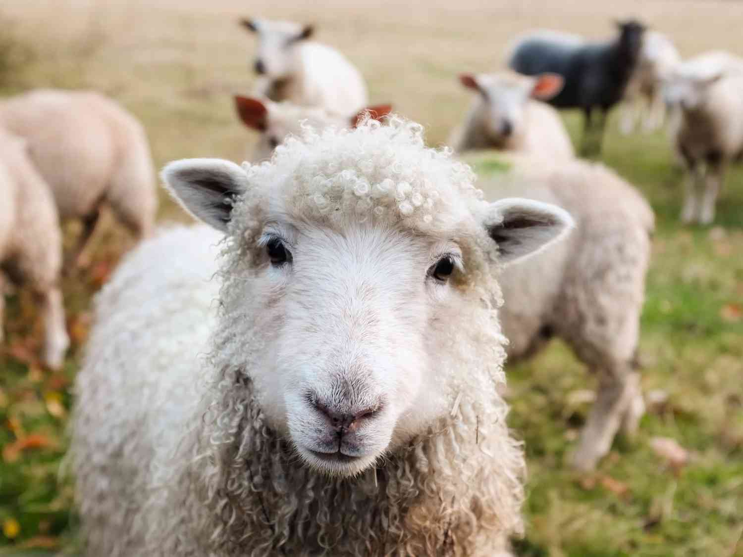 sheep farming