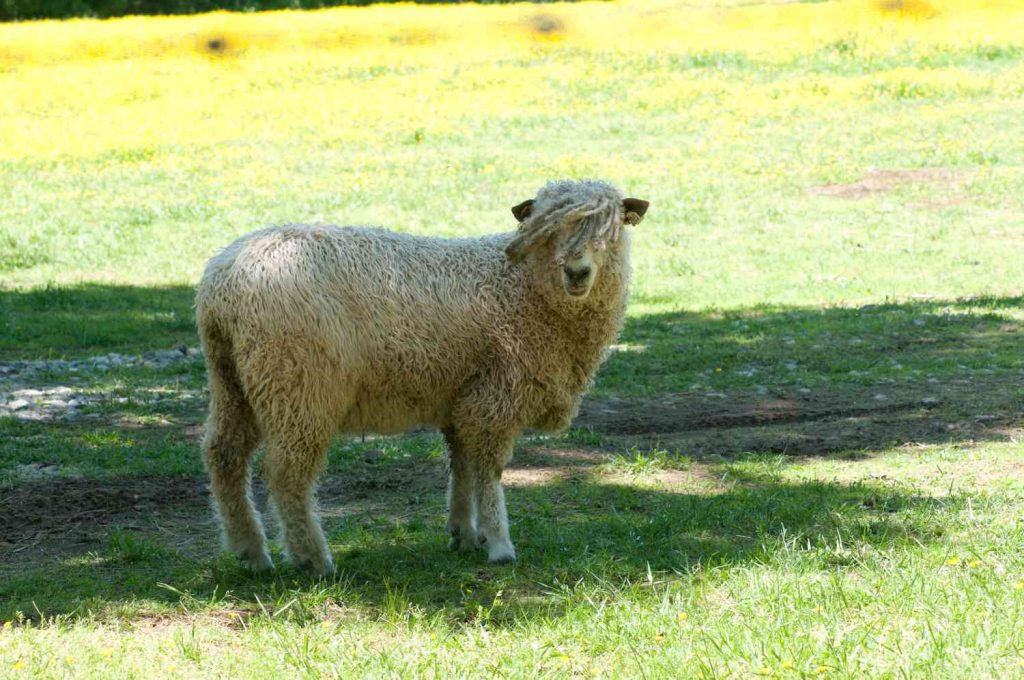 Is Composted Sheep Manure Safe for Vegetables?