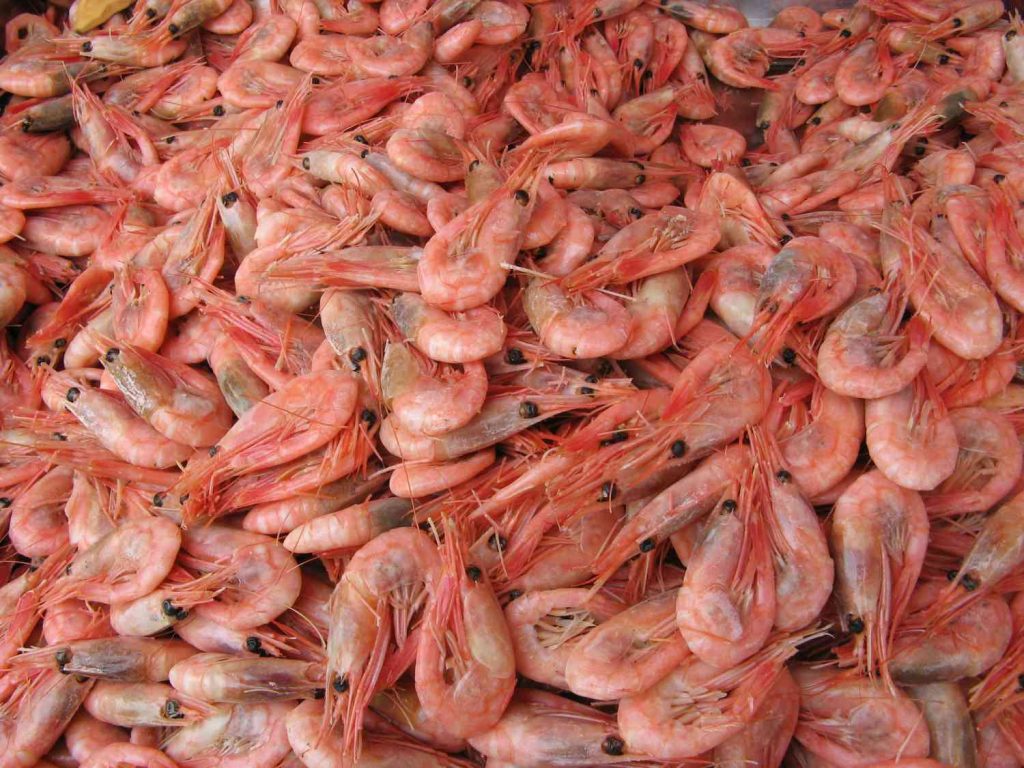 Shrimp Farming 101 – The Art of Shrimp Cultivation, Culture & Harvesting