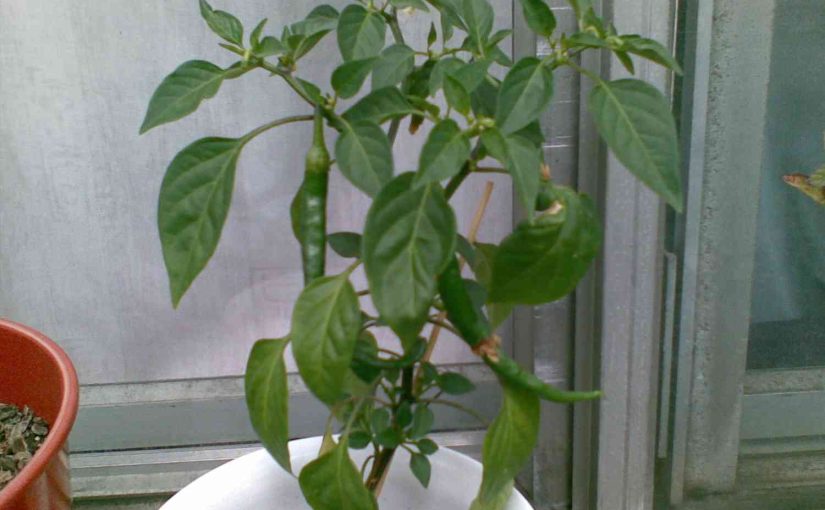 How Often to Water Chilli Plants?