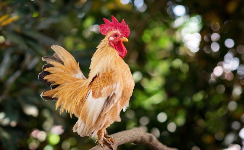 Top 5 Ways for Deciding on the Best Chicken Breed