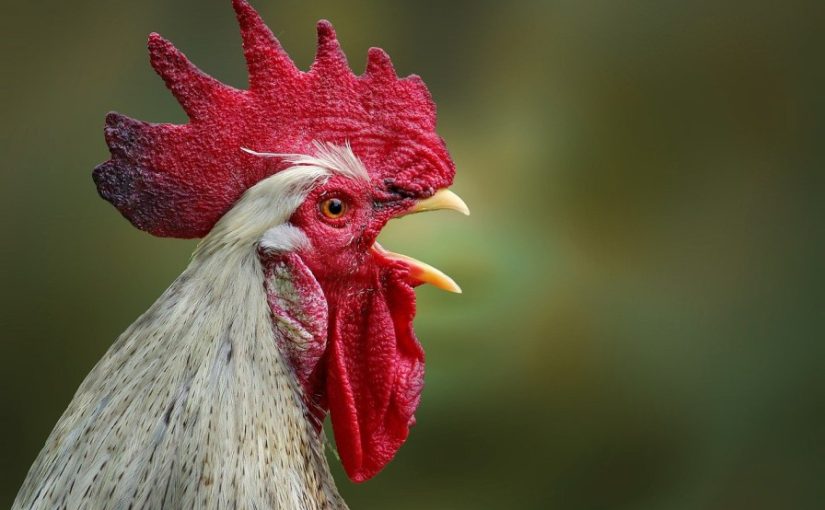 How to Create a Backup Plan for Chicken Emergencies