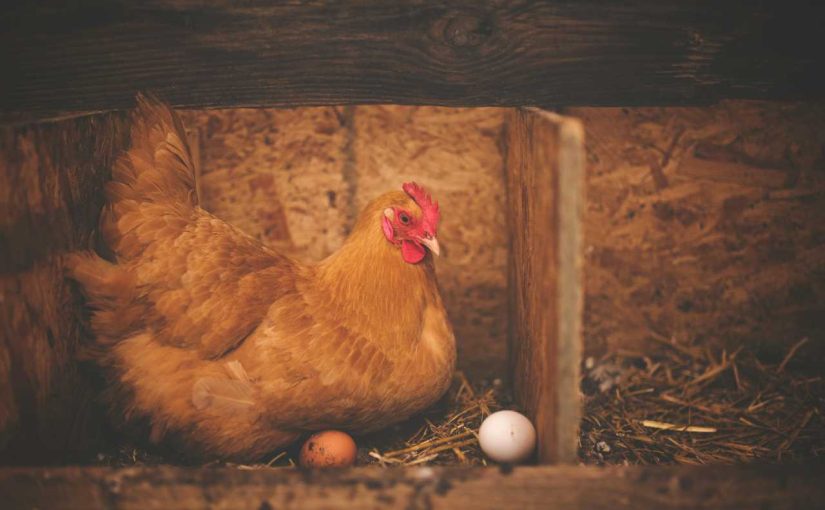 9 Expert Tips for Incubating Chicken Eggs Successfully