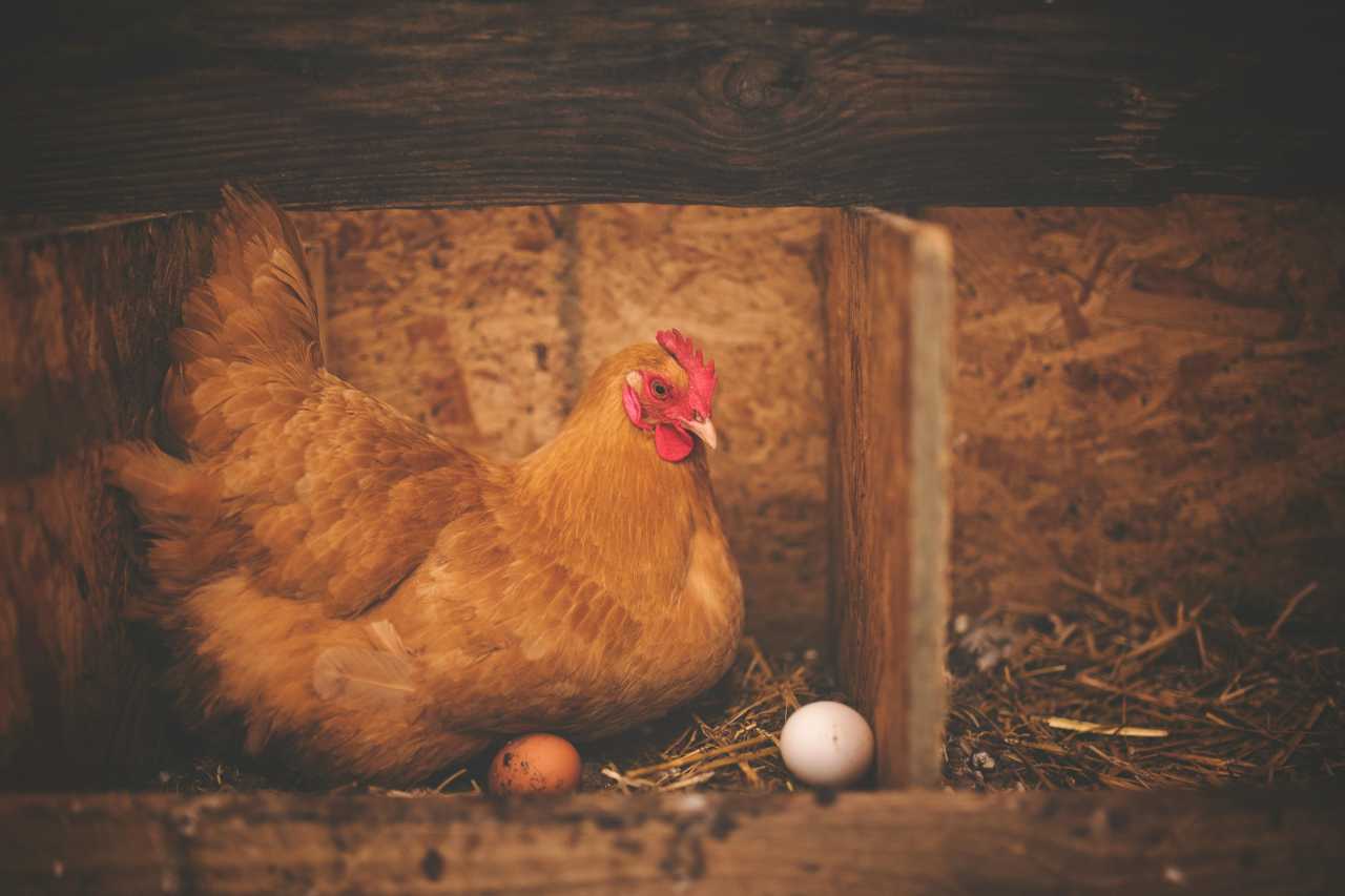 9 Expert Tips for Incubating Chicken Eggs Successfully Farming Pedia