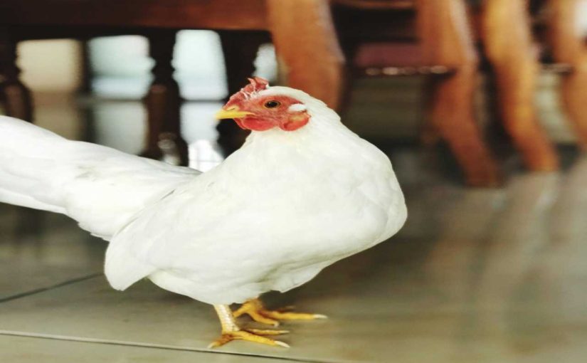 10 Chicken Facts You Should Know