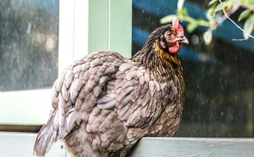 Top 10 Tips for Maintaining Your Chicken’s Health