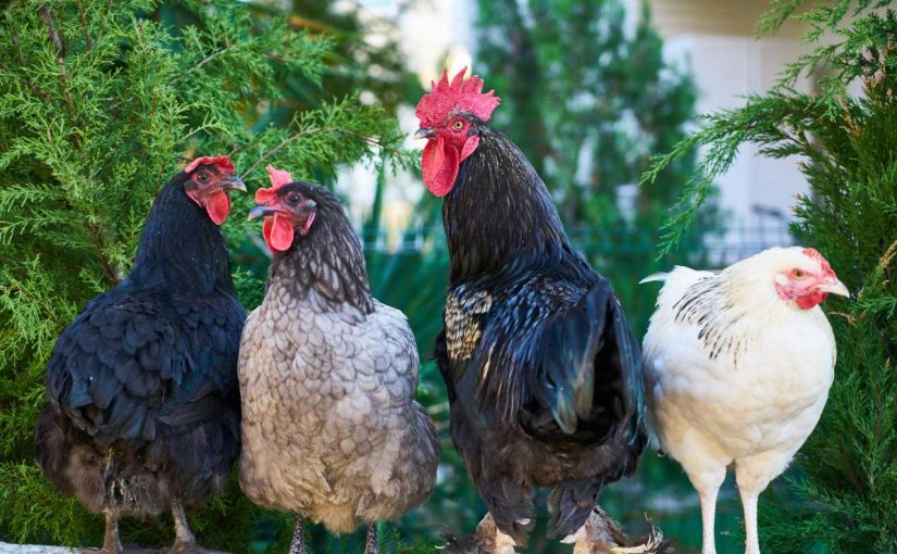 Innovative Ways to Integrate Chickens into Your Permaculture Garden