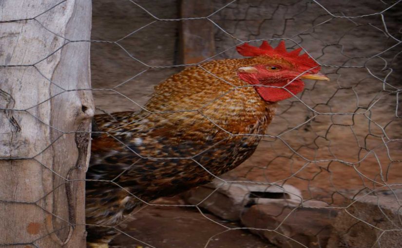 The Science of Chicken Genetics: Breeding for Desired Traits