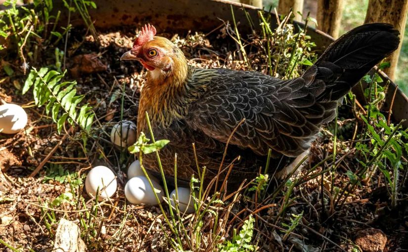 How to Understand Chicken Behavior: A Guide to Decoding Clucks and Cackles