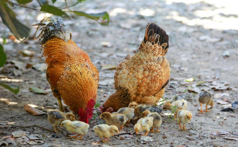 5 Common Mistakes to Avoid When Feeding Your Chickens