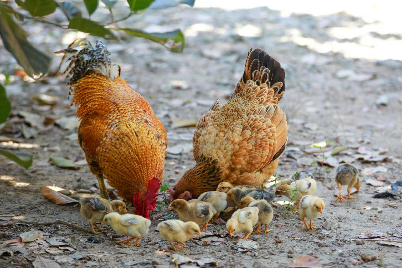 Picture of 5 Common Mistakes to Avoid When Feeding Your Chickens - Farming Pedia
