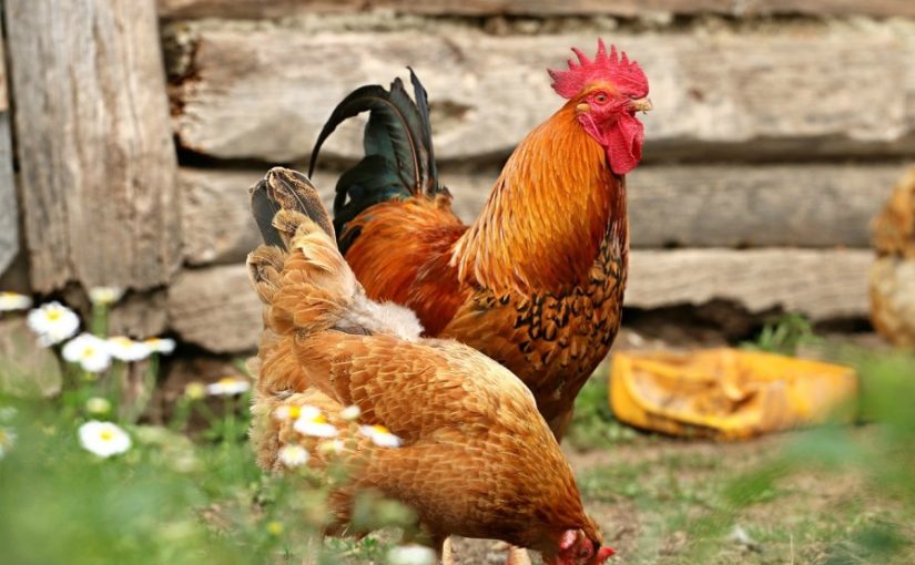 Top 5 Benefits of Integrating Chickens into Your Permaculture System