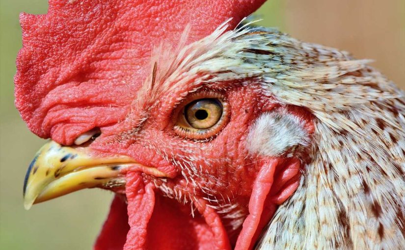 Chicken for Sale? Things to Know Before Buying