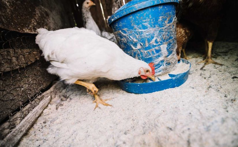 Top 7 Must-Have Supplies for Raising Chickens