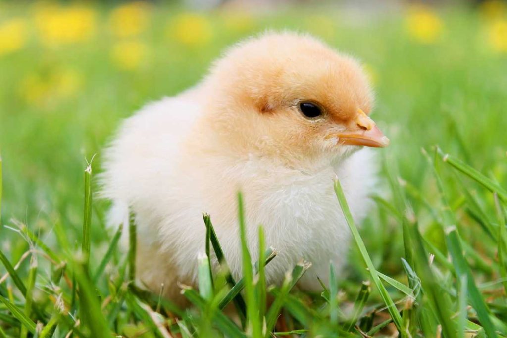 Key Growth Stages of Chickens: A Complete Overview