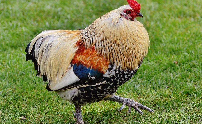 The Ultimate Guide to Raising Chickens in Your Backyard