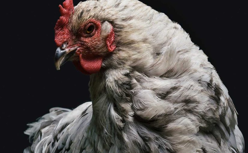 How to Raise Heritage Chicken Breeds