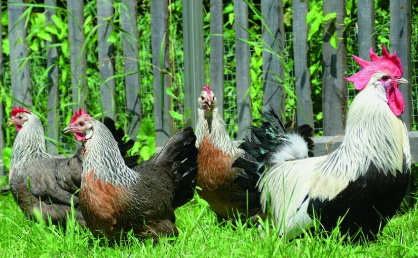 Top Tips for Ethical Feather Harvesting from Backyard Chickens