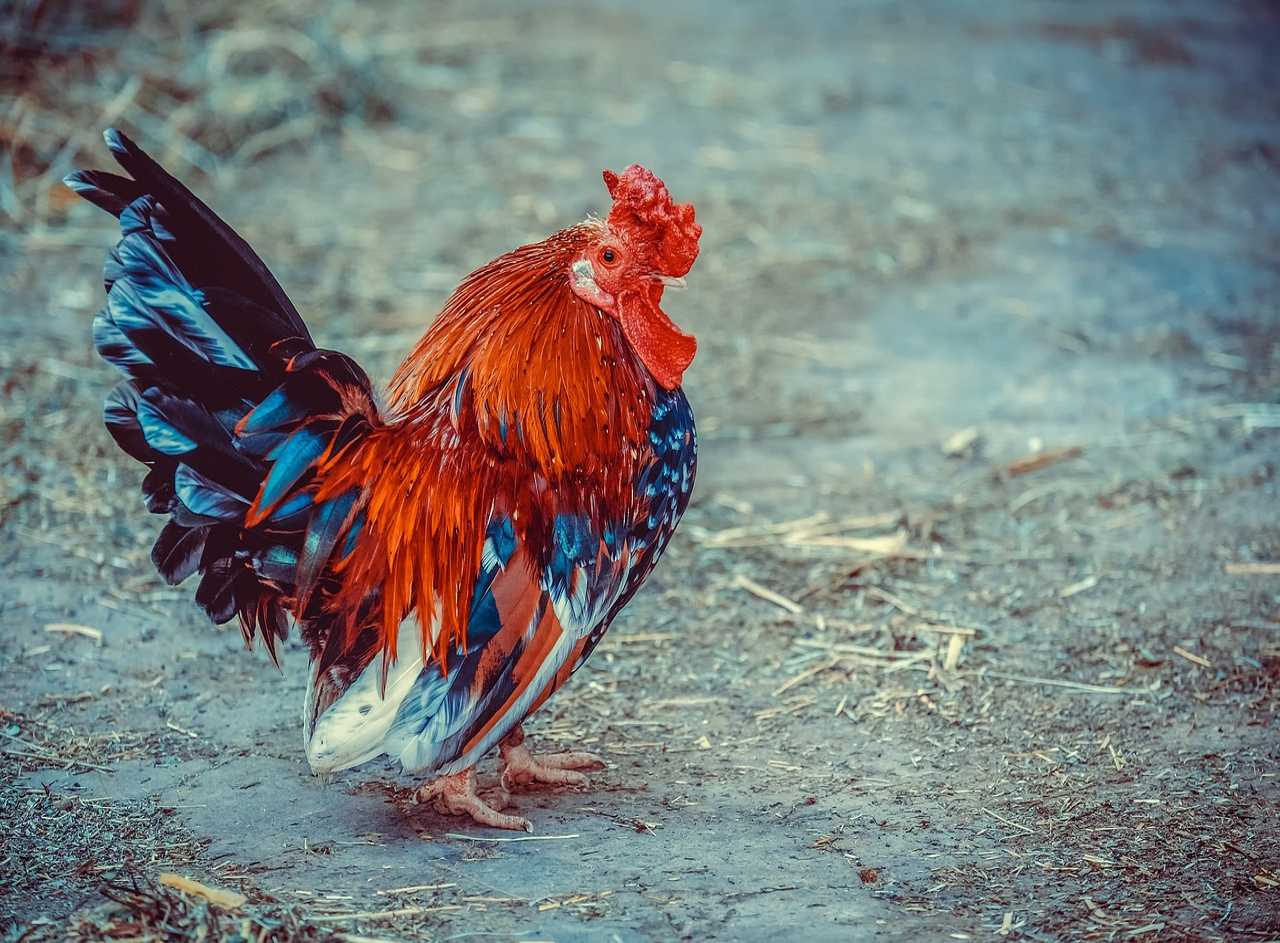 5 Ways to Boost Soil Health Using Chickens Farming Pedia